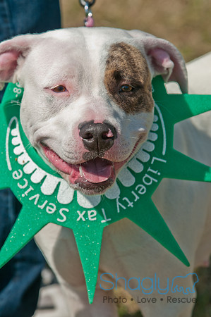 Shagly Photography-St.Paddy's Pooch Party-19