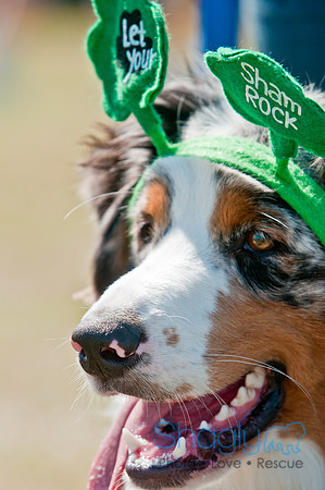 Shagly Photography-St.Paddy's Pooch Party-12