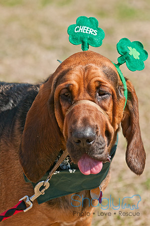 Shagly Photography-St.Paddy's Pooch Party-15