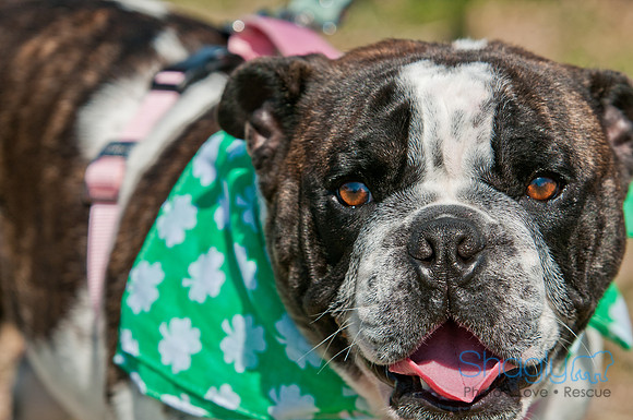 Shagly Photography-St.Paddy's Pooch Party-5