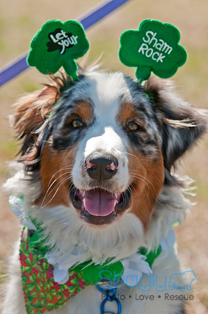 Shagly Photography-St.Paddy's Pooch Party-9