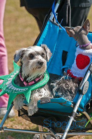 Shagly Photography-St.Paddy's Pooch Party-16