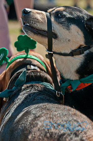Shagly Photography-St.Paddy's Pooch Party-11
