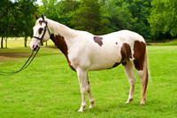 White Horse Farms-3