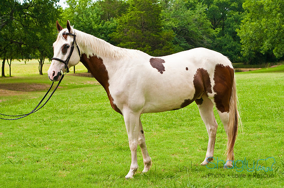 White Horse Farms-3