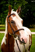 White Horse Farms-7
