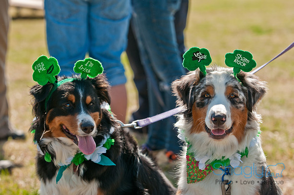 Shagly Photography-St.Paddy's Pooch Party-10