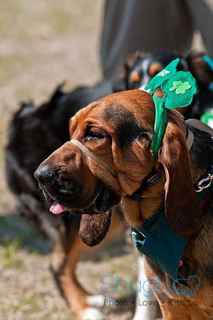 Shagly Photography-St.Paddy's Pooch Party-8