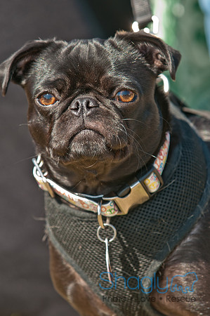 Shagly Photography-St.Paddy's Pooch Party-2