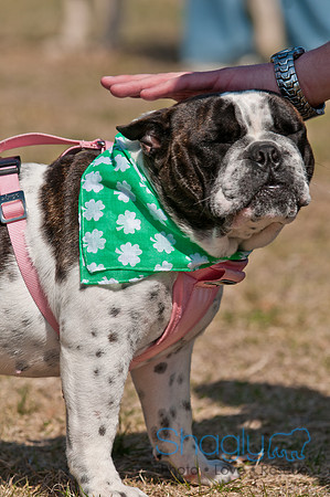 Shagly Photography-St.Paddy's Pooch Party
