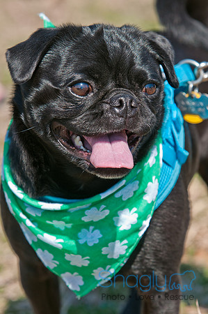 Shagly Photography-St.Paddy's Pooch Party-4