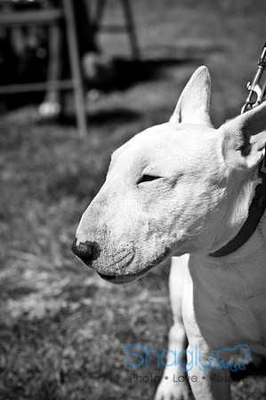 St.Paddys Pooch Party-13