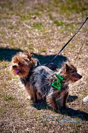 St.Paddys Pooch Party-5