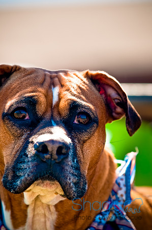 St.Paddys Pooch Party-23