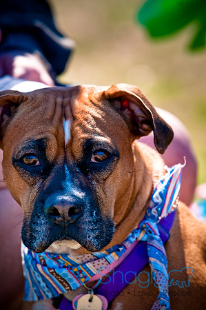 St.Paddys Pooch Party-21