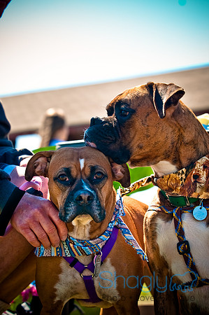 St.Paddys Pooch Party-25