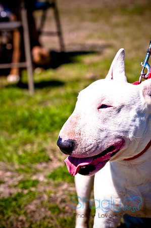 St.Paddys Pooch Party-14