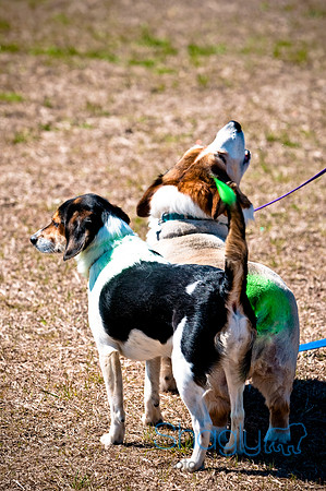 St.Paddys Pooch Party-3