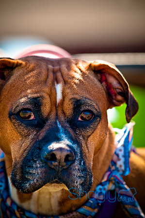 St.Paddys Pooch Party-22