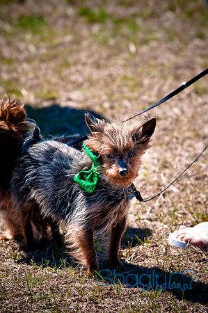 St.Paddys Pooch Party-4