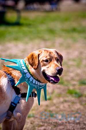 St.Paddys Pooch Party-20