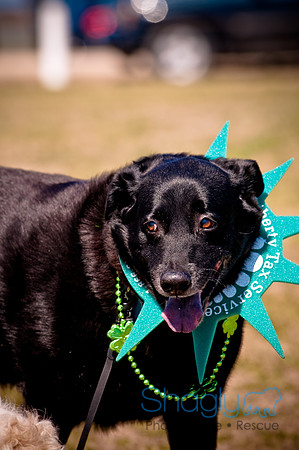 St.Paddys Pooch Party-18