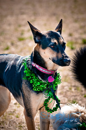 St.Paddys Pooch Party-6