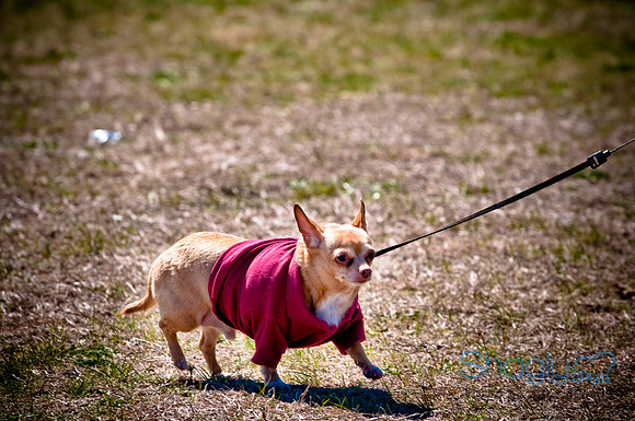 St.Paddys Pooch Party-19