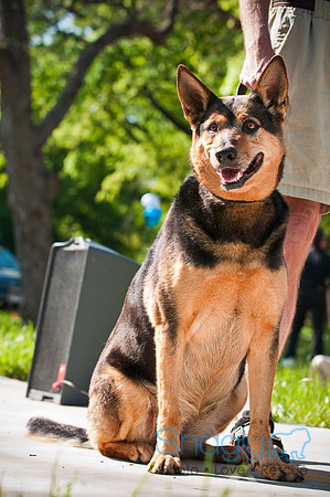 2nd Annual East Kessler Pet Parade-17