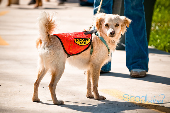 2nd Annual East Kessler Pet Parade-10