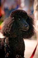 2nd Annual East Kessler Pet Parade-6