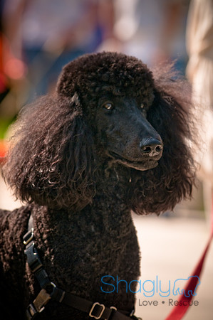 2nd Annual East Kessler Pet Parade-6