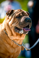 2nd Annual East Kessler Pet Parade-12