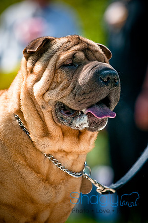 2nd Annual East Kessler Pet Parade-12