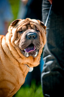 2nd Annual East Kessler Pet Parade-13