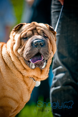 2nd Annual East Kessler Pet Parade-13