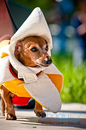 2nd Annual East Kessler Pet Parade-4