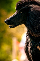2nd Annual East Kessler Pet Parade-5