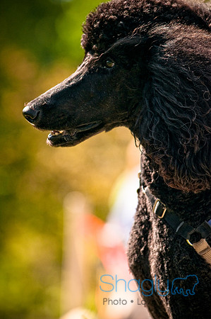 2nd Annual East Kessler Pet Parade-5