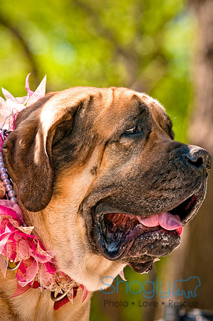 2nd Annual East Kessler Pet Parade-21
