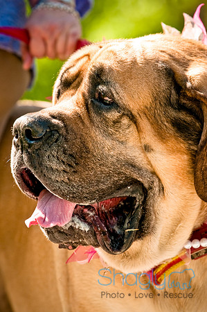 2nd Annual East Kessler Pet Parade-19