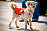 2nd Annual East Kessler Pet Parade-11