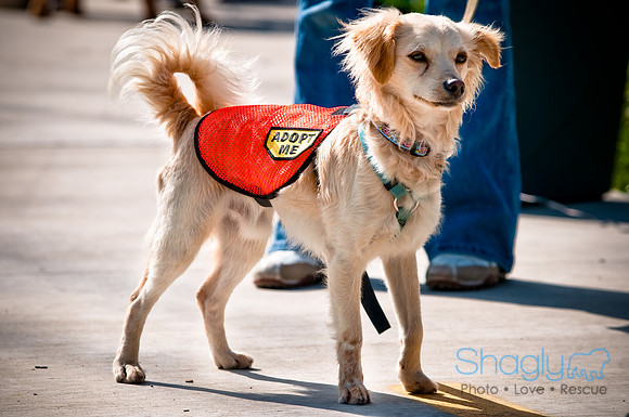 2nd Annual East Kessler Pet Parade-11