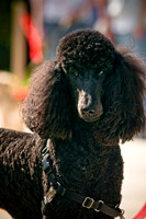 2nd Annual East Kessler Pet Parade-7