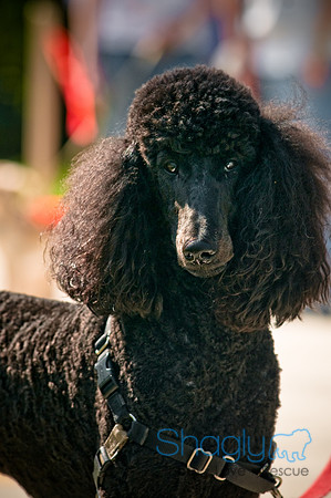 2nd Annual East Kessler Pet Parade-7