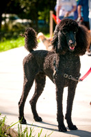 2nd Annual East Kessler Pet Parade-8
