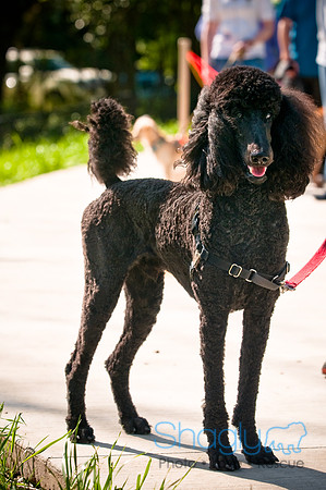 2nd Annual East Kessler Pet Parade-8