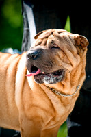 2nd Annual East Kessler Pet Parade-14