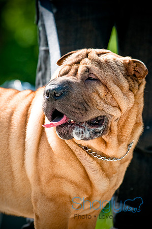 2nd Annual East Kessler Pet Parade-14