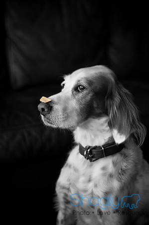 Wilcox Family-35
